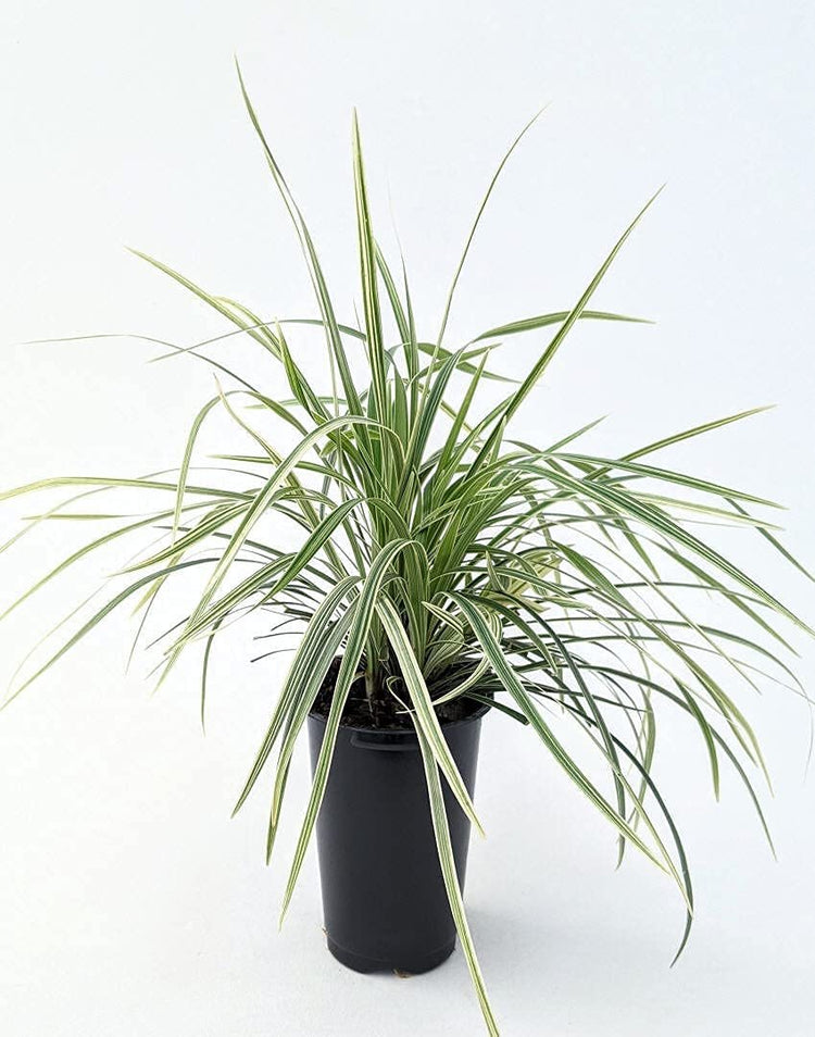 Aztec Grass - Live Quart Size Plants - Variegated Liriope - Ophiopogon Intermedius Argenteomarginatus