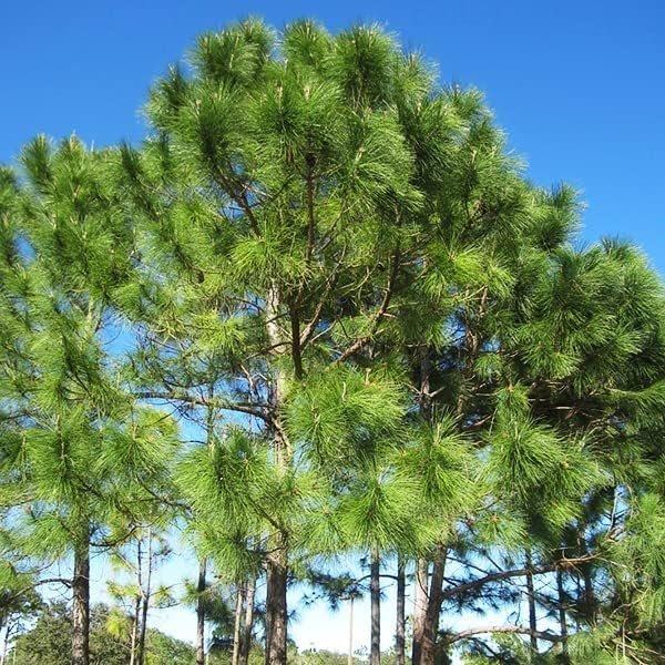 Slash Pine Tree | Live Plants | Pinus Elliottii | Fast Growing Stately Shade Tree