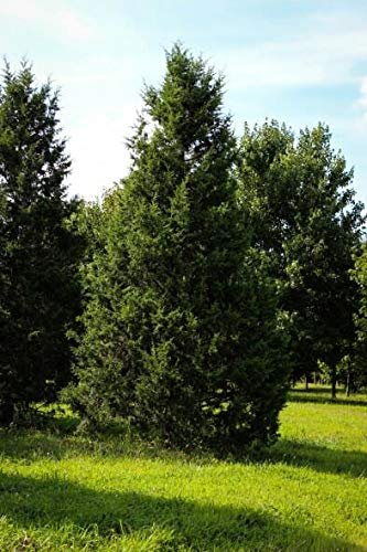 Keteleeri Juniper - Live Trees - Juniperus Chinensis