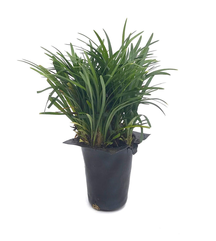 Dwarf Mondo Grass - Live Plants - Shade Loving Evergreen Ground Cover Ophiopogon Japonicus Nanus