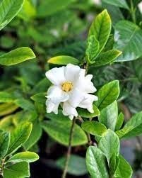 Gardenia Buttons | Extra Large Gallon Plants | Gardenia jasminoides 'Buttons' | Compact Beauty | Intense Fragrance