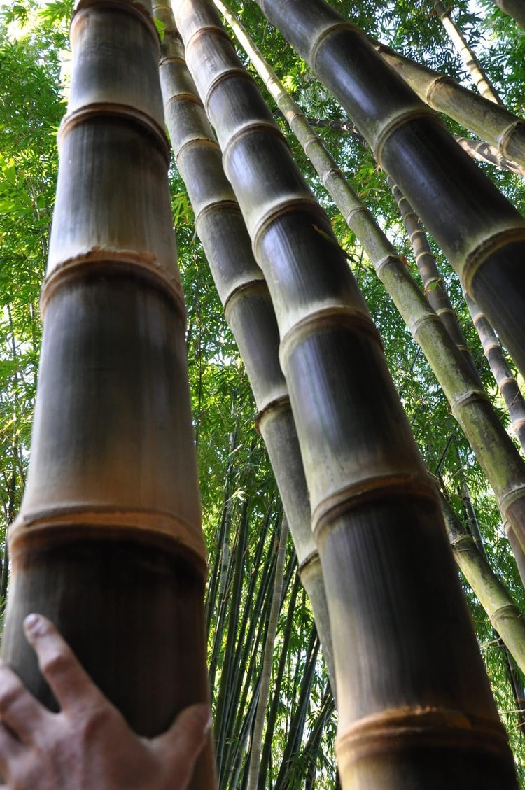 Dendrocalamus Asper Hitam Black Bamboo | Live Plants | Exotic Tropical Decor | Fast Growing Privacy Screen | Unique & Hardy (1 Plant)