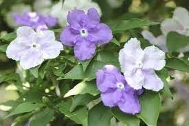 Yesterday Today Tomorrow | Extra Large 3 Gallon Plants | Brunfelsia pauciflora | Fragrant Blooms | Full Sun to Partial Shade