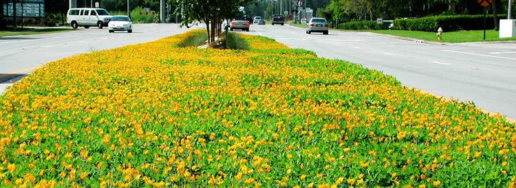 Ornamental Peanut Grass | Live Plants | Arachis Glabrata | Drought Tolerant Low Maintenance Turf Groundcover