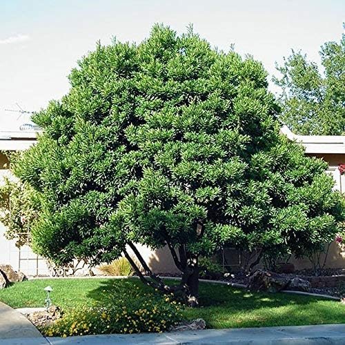 Japanese Blueberry Elaeocarpus | Extra Large 3 Gallon Plants | Elaeocarpus decipiens | Evergreen Beauty | Landscape Favorite