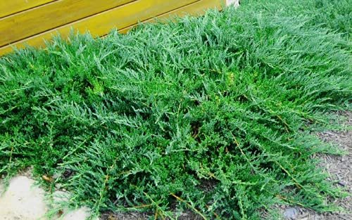 Green Sargent Juniper - Live Gallon Size Plants - Juniperus Chinensis - Drought Tolerant Cold Hardy Evergreen Groundcover