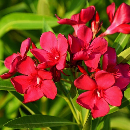 Oleander Red | Extra Large 3 Gallon Plants | Nerium Oleander | Stunning Landscape Addition | Sun-Loving Blooms