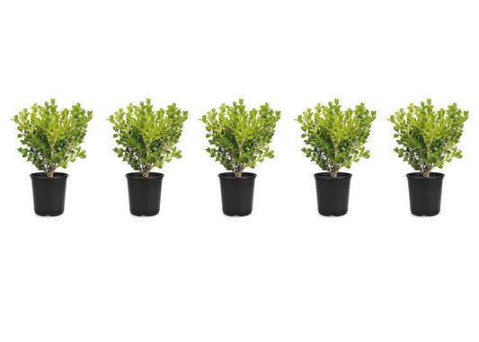 Japanese Boxwood | Live Inch Pots | Buxus Microphylla | Formal Evergreen Low Maintenance Hedge