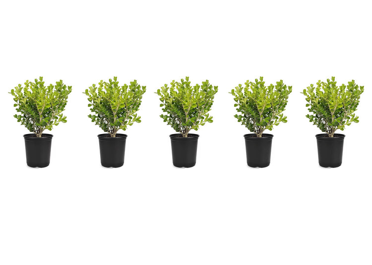 Japanese Boxwood | Live Inch Pots | Buxus Microphylla | Formal Evergreen Low Maintenance Hedge