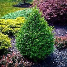 Green Mountain Boxwood | Live Gallon Size Plants | Elegant Pyramid-Shaped Evergreen, Ideal for Topiary & Landscaping, Cold-Hardy & Drought-Tolerant