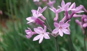 Society Garlic | Large Gallon Size Plant I Tulbaghia Violacea I Live Fragrant Purple Blooms & Edible Leaves, Easy-Care, Drought-Resistant Outdoor Herb