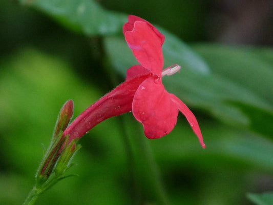 Red Elegant Brazilian Petunia | Ruellia Elegans | Live Plants | Butterfly Hummingbird Attracting Foliage