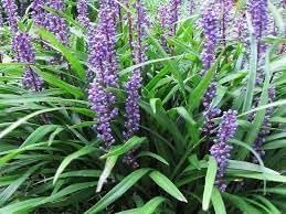 Big Blue Liriope Plants | Live 4 Inch Pots | Liriope Muscari 'Big Blue' | Hardy Ground Cover | Shade Tolerant Grass