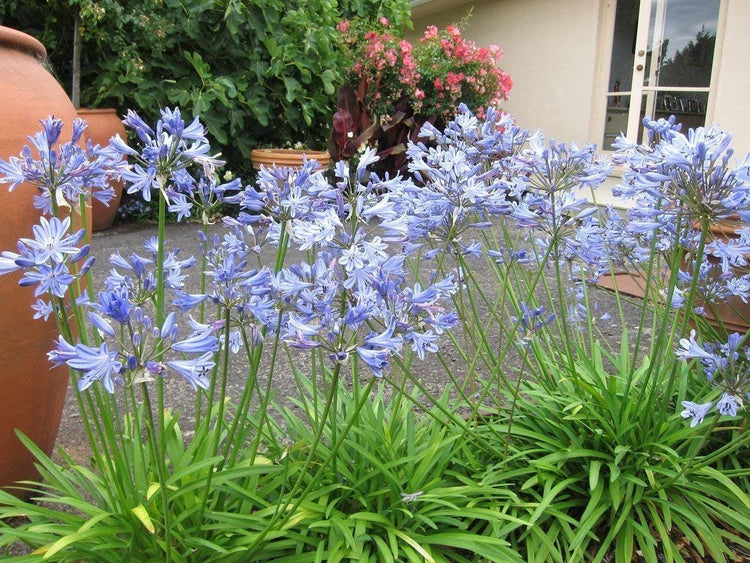 Stunning Agapanthus Africanus 'Lily of The Nile' | Live 2" Plants | Vibrant Blue Blooms | Perfect for Borders | Easy to Grow