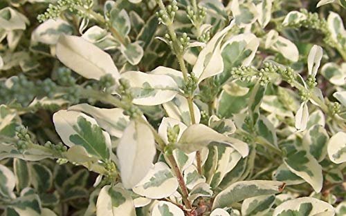 Ligustrum Sinense Variegated - Live Plants - Chinense Privet Sinense - Deciduous Flowering Ornamental Shrub