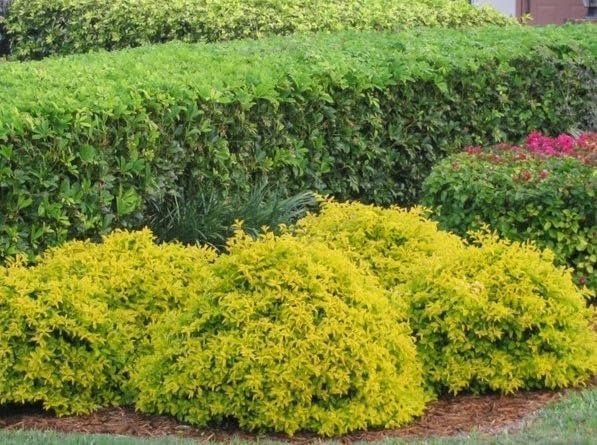 Duranta Gold Mound | Live Quart Size Plant | Duranta Erecta 'Gold Mound' | Vibrant Foliage | Landscape Accent Shrub Hedge