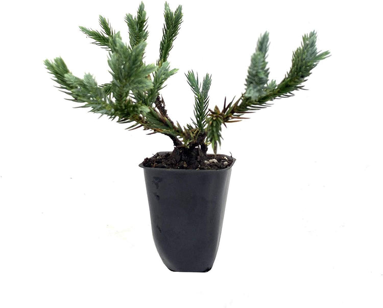 Blue Star Juniper - Live Plants - Juniperus Squamata - Low Maintenance Evergreen Groundcover