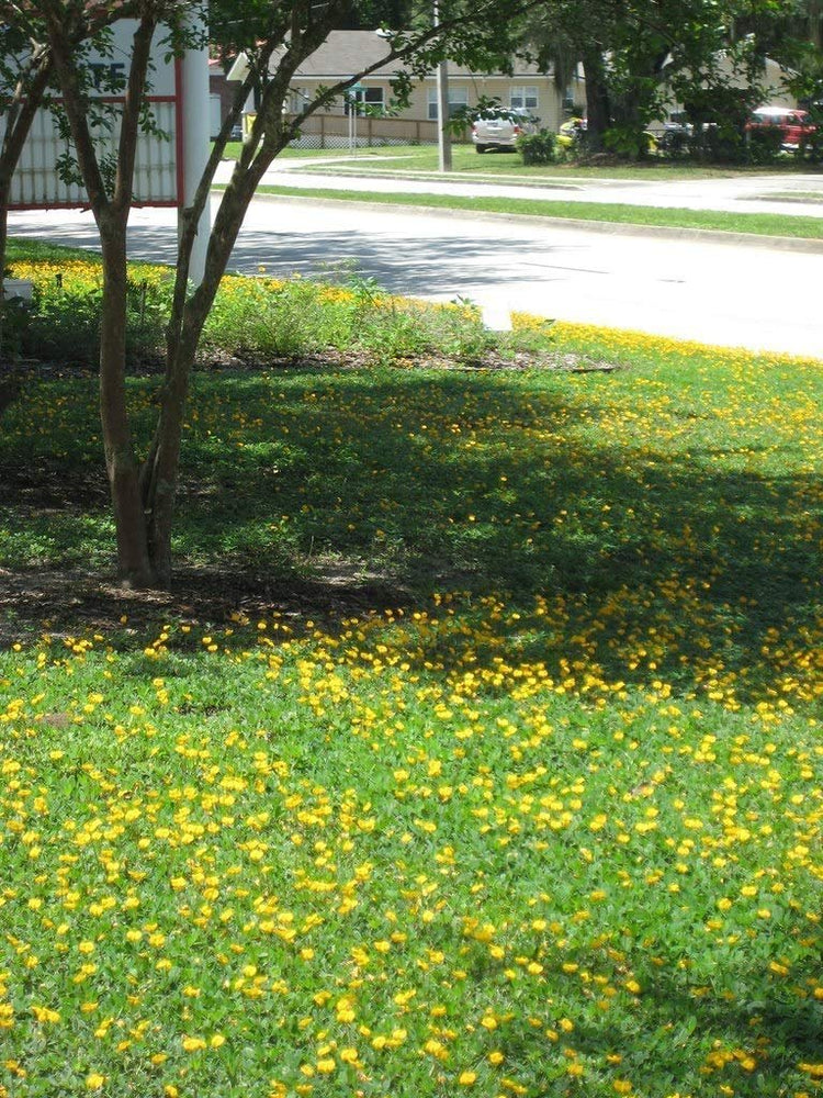 EcoTurf Perennial Peanut Grass - Live Plants - Arachis Glabrata - Drought Tolerant Low Maintenance Ground Cover