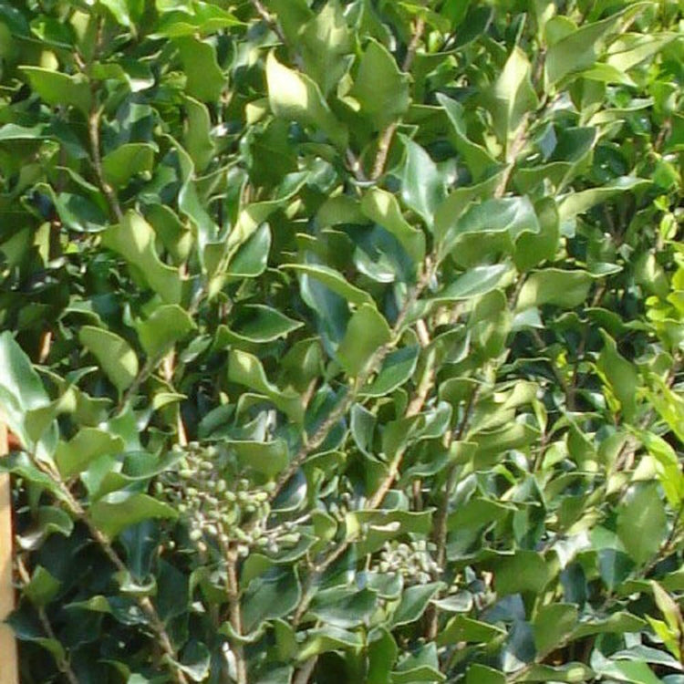 Ligustrum Lucidum Waxleaf | Extra Large Gallon Plant | Lustrous Garden Shrub | Ideal for Privacy & Hedges | Durable Outdoor Greenery