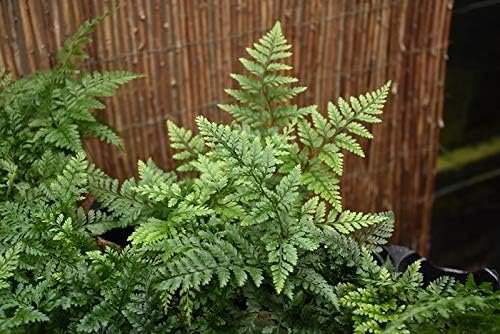 Plants Live Houseplants - White Paw Fern - 10 Live Plants - Humata Tyermanii - Indoor and Outdoor Patio Front Porch Plant Decor