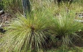 Fakahatchee Grass Dwarf | Extra Large 3 Gallon Plants | Tripsacum dactyloides Dwarf | Lush Garden Texture | Easy Care Feature