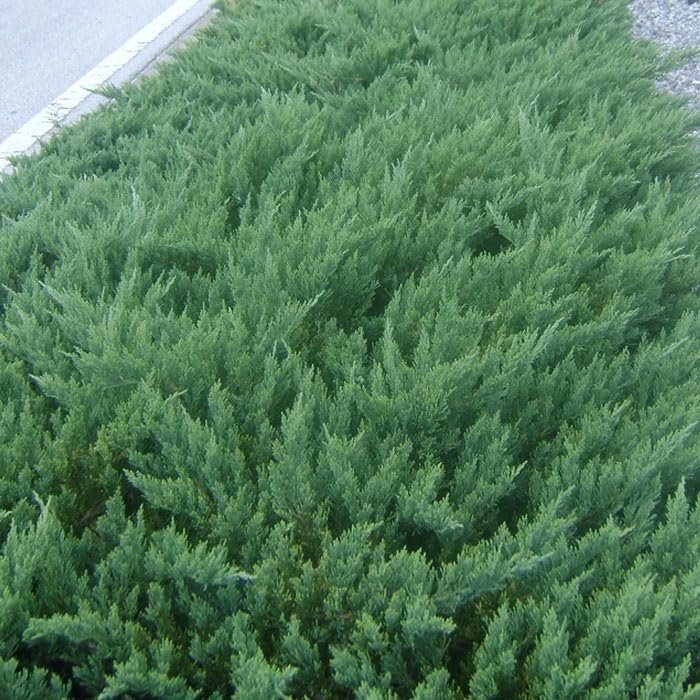 Parsoni Juniper | Extra Large Gallon Plants | Healthy Drought-Resistant Evergreen Shrub - Ideal for Bonsai, Ground Cover, and Outdoor Landscaping – Easy-Growth Variety