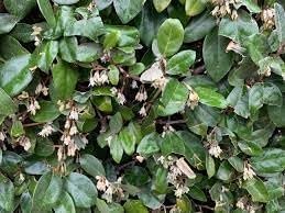 Elaeagnus Ebbingei | Extra Large Gallon Plants | Elaeagnus x ebbingei | Lustrous Foliage | Fast-Growing Hedge