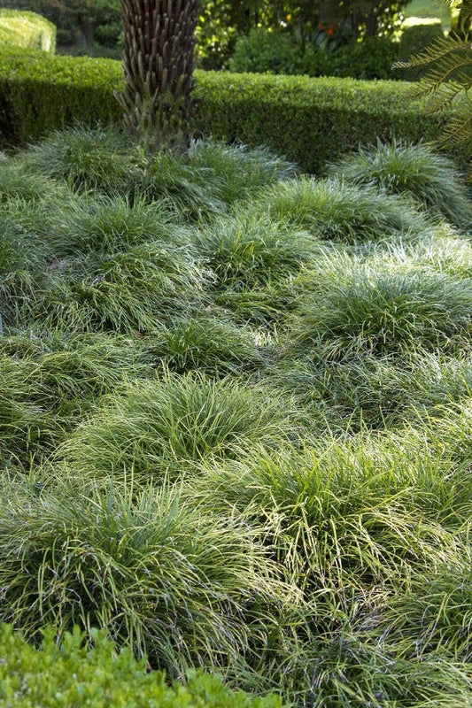 Mondo Grass | Live 4 Inch Pots | Ophiopogon Japonicus | Durable Ground Cover | Shade Tolerant Landscaping Plants