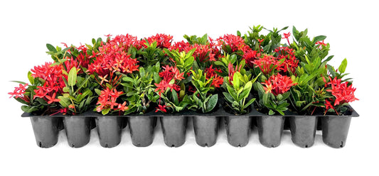 Ixora Dwarf Red | Live Plants | Ixora Coccinea | Flowering Shrub for Garden | Tropical Ornamental Plants