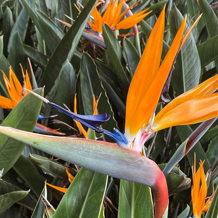 Orange Bird of Paradise - Strelitzia Reginae - Large Live Plants - Tropical Perennial Blooming Specimen