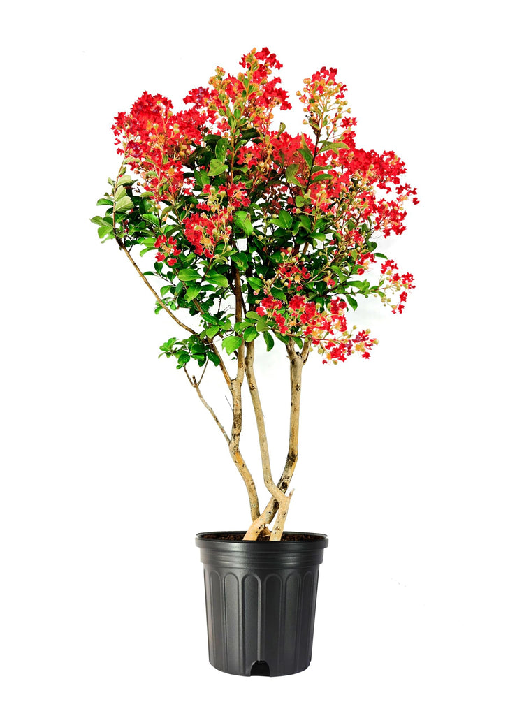 Crape Myrtle Red Rocket | Extra Large Gallon Plants | Vivid Scarlet Blooms, Live Plant, Striking Ornamental Shrub for Vibrant Garden Displays