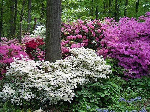 Azalea George Tabor - Live Plants - Light Orchid/White Flowering Rhododendron