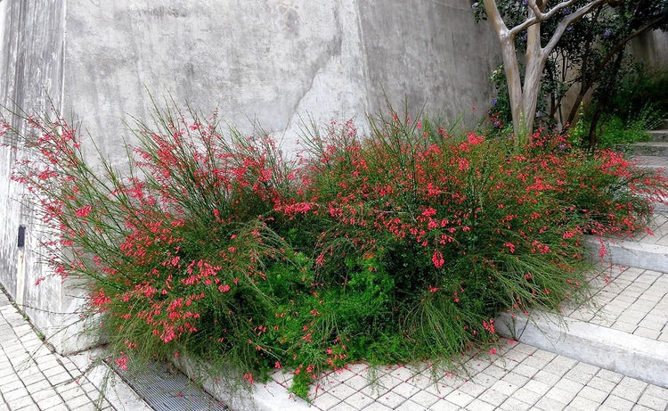 Firecracker Plant I Large Gallon Size Plants I Russelia Equisetiformis I Vibrant Red Tubular Flowers, Hummingbird Attracting, Heat-Tolerant, Perfect for Borders and Containers