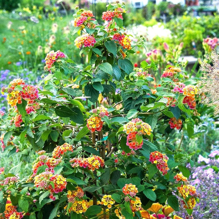 Lantana Confetti | Live Plants | Lantana Camara | Colorful Garden Shrub | Drought Tolerant Perennial Plants