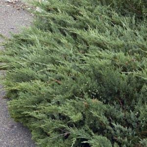 Green Sargent Juniper - Live Plants - Juniperus Chinensis - Drought Tolerant Cold Hardy Evergreen Ground Cover