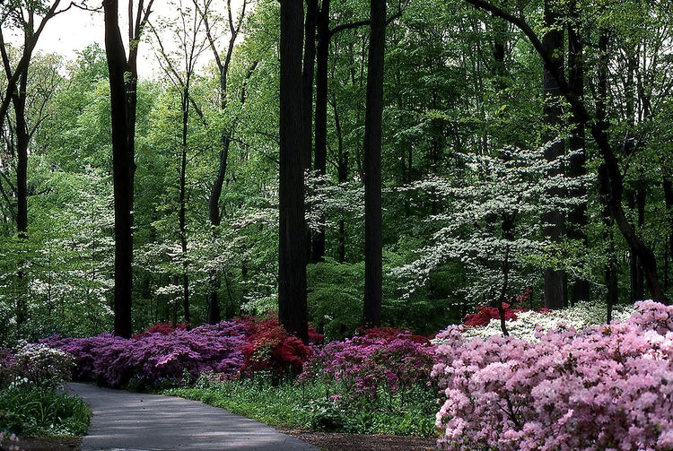 Azalea Pink Ruffle - Live Plants - Pink Flowering Rhododendron Shrub