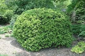 Japanese Boxwood | Extra Large Gallon Plants | Dense & Evergreen Shrub, Ideal for Elegant Hedges, Topiary, Borders, and Landscape Design, Hardy & Drought Tolerant