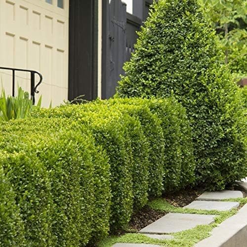 Green Mountain Boxwood - Live Plants - Buxus - Fast Growing Cold Hardy Formal Evergreen Shrub