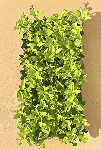 Ligustrum Waxleaf Privet - Live Plants 2" Pot Size - Evergreen Privacy Hedge