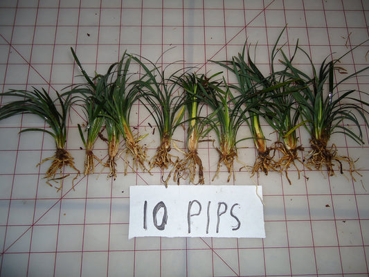 DWARF MONDO GRASS PIPS