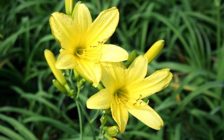 Daylily Yangtze I Live Inch Pots I Hemerocallis | Yellow Flowers | Lush Scarlet Blooms, Exquisite Perennial Highlight, Effortless Growth for Garden Brilliance