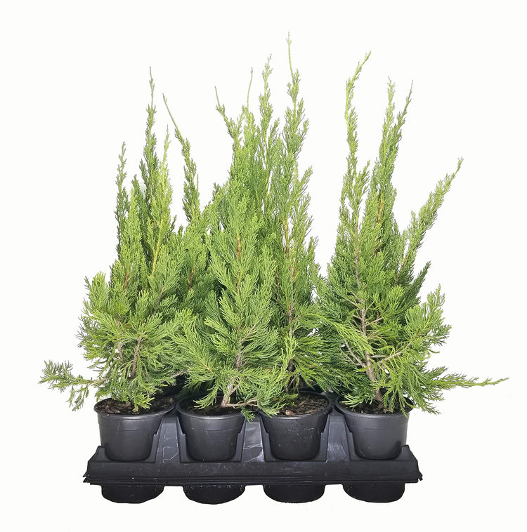 Hollywood Juniper - Juniperus Chinensis Torulosa - Live Quart Size Trees - Drought Tolerant Cold Hardy Evergreen Plant