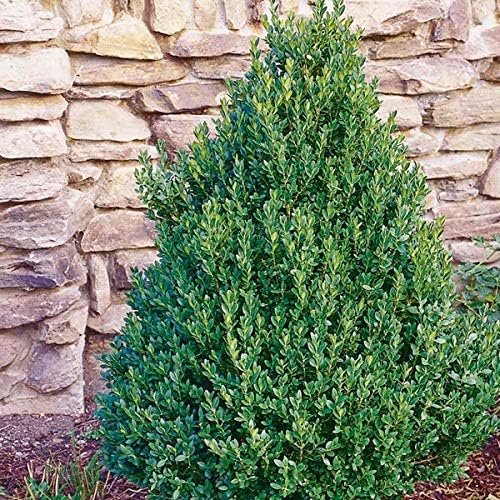 Green Mountain Boxwood - Live Plants - Buxus - Fast Growing Cold Hardy Formal Evergreen Shrub