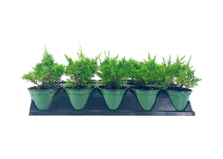 Shimpaku Juniper | Live 4 Inch Pots | Pre-Bonsai Juniperus Chinensis Plants | Symbol of Harmony Balance Meditation and Peace