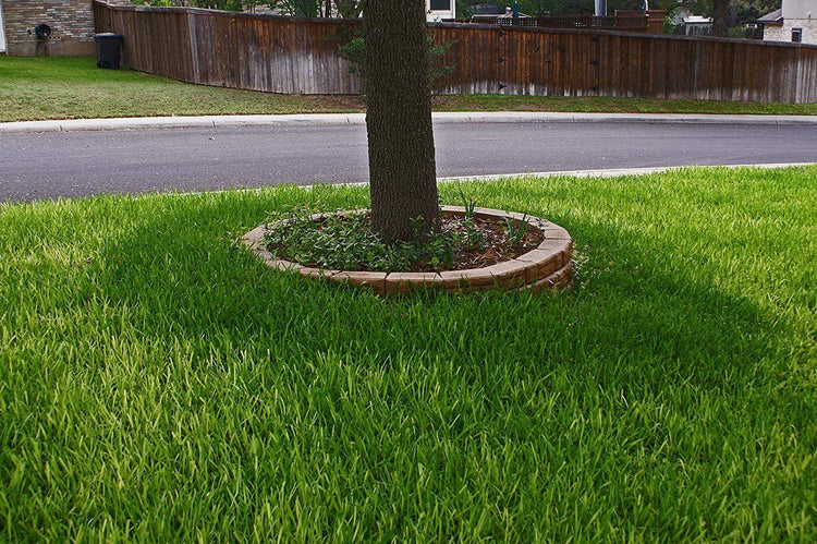 St. Augustine 'Floratam' Inch Sod Plugs - Drought, Salt and Shade Tolerant Turf Grass