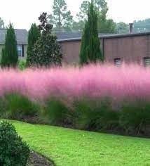 Muhly Grass | Extra Large 3 Gallon Plants | Muhlenbergia capillaris | Landscape Beautification | Garden Elegance