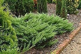 Juniper Monna Sierra Spreader | Live Inch Pots | Juniperus Chinensis | Drought Tolerant Cold Hardy Evergreen Groundcover Plants