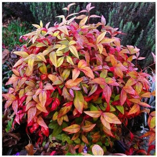 Nandina Firepower | Extra Large 3 Gallon Plants | Nandina Domestica 'Firepower' | Vibrant Foliage All Year | Easy to Grow