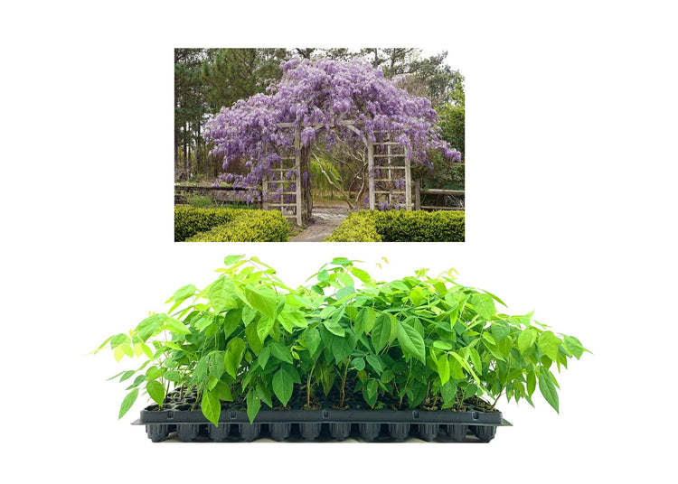 Amethyst Falls Wisteria Frutescens Vine | Live Plants | Beautiful Drought Tolerant Fragrant Purple Flowering Vine