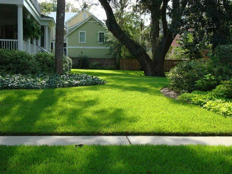 St. Augustine Palmetto | Live Extra Large Grass Plugs | Drought, Salt & Shade Tolerant Turf